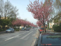 Schneiderstraße bei Kirschbaumblüte