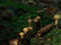 Grafenwald