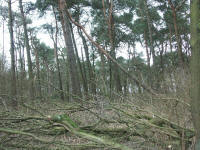 Grafenwald