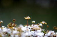 Grafenwald