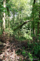 Grafenwald