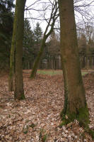 Grafenwald