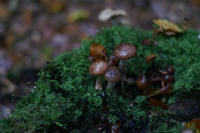 Grafenwald