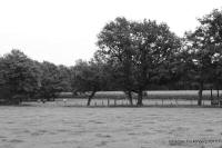 Grafenwald