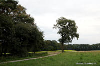 Grafenwald