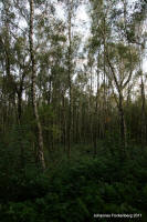 Grafenwald