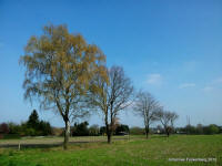 Grafenwald