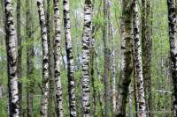 Grafenwald