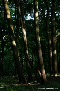 Grafenwald