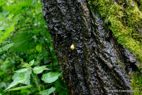 Grafenwald