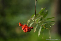Grafenwald