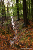 Grafenwald