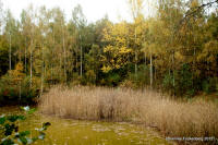 Grafenwald