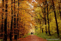 Grafenwald