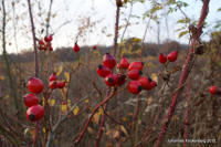 Grafenwald