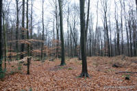 Grafenwald