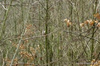 Grafenwald