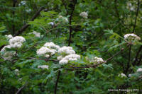 Grafenwald