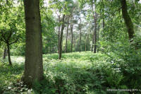 Grafenwald