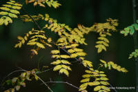 Grafenwald