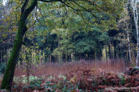 Grafenwald