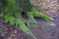 Grafenwald