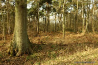 Grafenwald