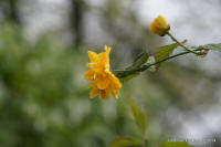 Grafenwald