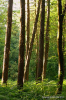 Grafenwald