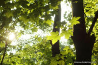 Grafenwald