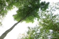 Grafenwald
