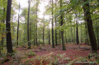 Grafenwald