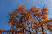 Grafenwald