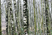 Grafenwald