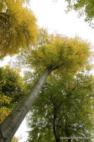 Grafenwald