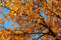 Grafenwald