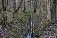Grafenwald