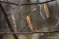 Grafenwald