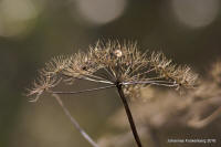 Grafenwald
