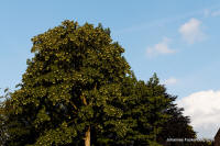 Grafenwald