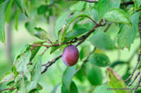 Grafenwald