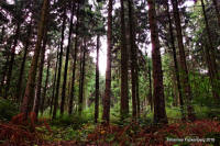 Grafenwald