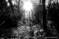 Grafenwald