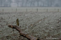 Grafenwald