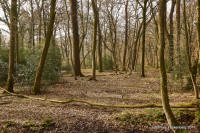 Grafenwald