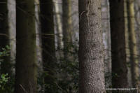 Grafenwald