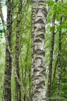 Grafenwald