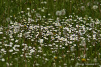 Grafenwald