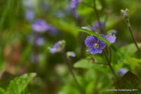 Grafenwald