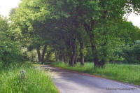 Grafenwald